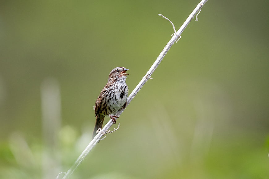 Singing Sparrow Perched on Branch with Green Background