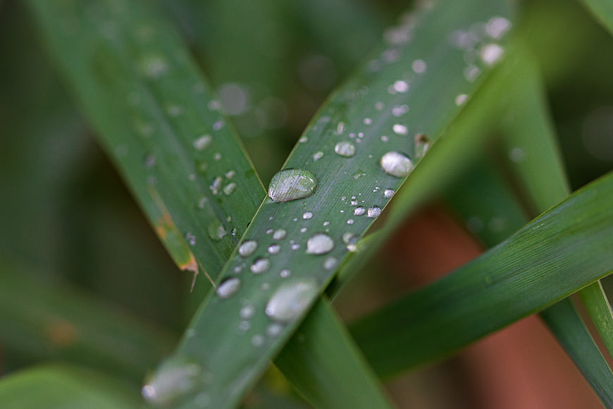 Macro shot of water droplets on green grass blades