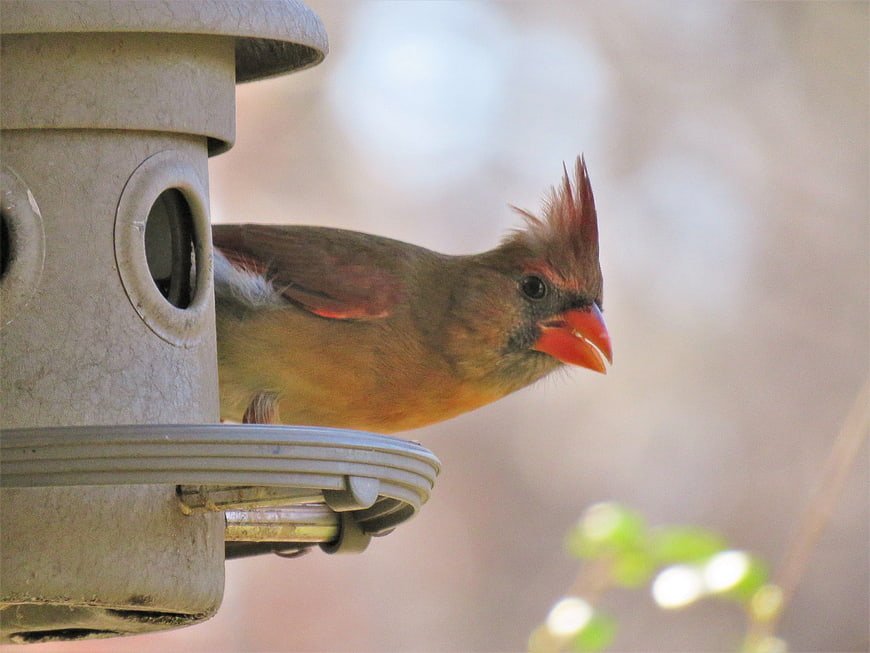 Female Northern Cardinal perched on a bird feeder