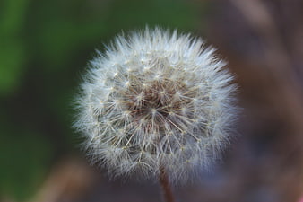 Close-up of a fluffy white dandelion seed head