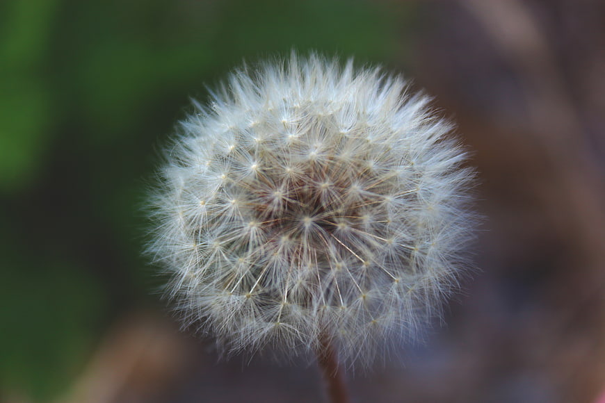Close-up of a fluffy white dandelion seed head