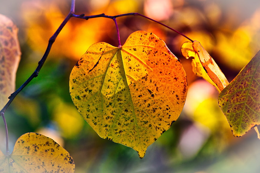 Close-up of a yellow and orange autumn leaf on a branch