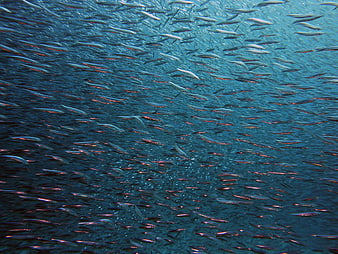 Massive School of Silver Fish Swimming Underwater