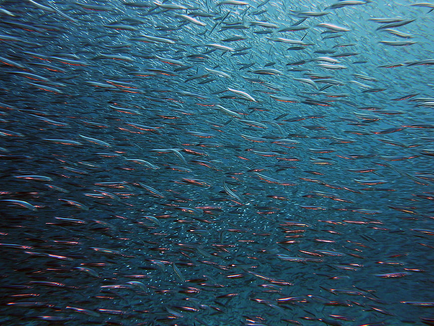 Massive School of Silver Fish Swimming Underwater