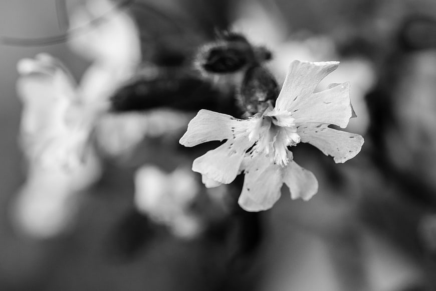 Black and white close-up of a delicate wildflower