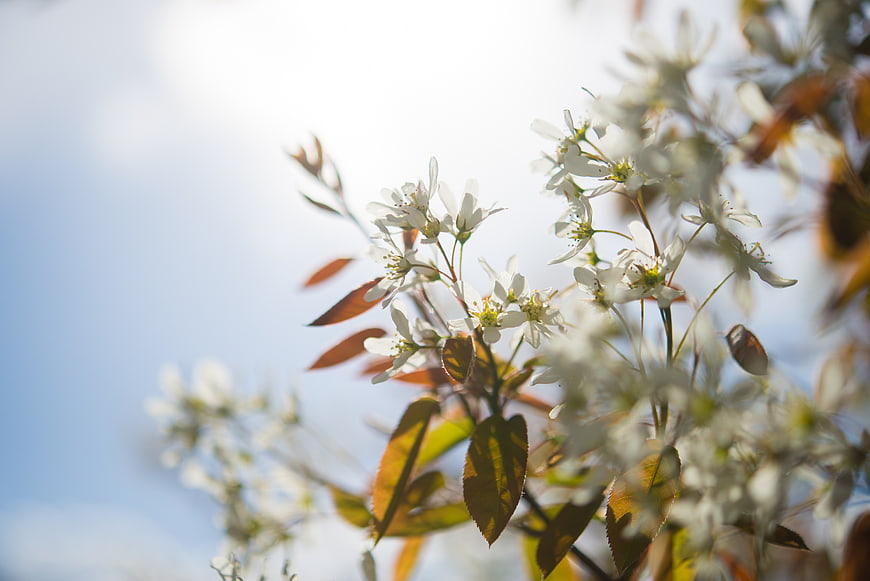 White spring blossoms on a tree branch against blue sky