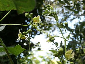 Close-up of bitter melon vine with flowers and tendrils