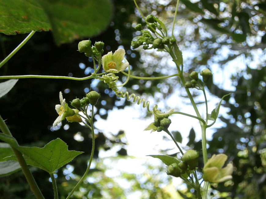 Close-up of bitter melon vine with flowers and tendrils
