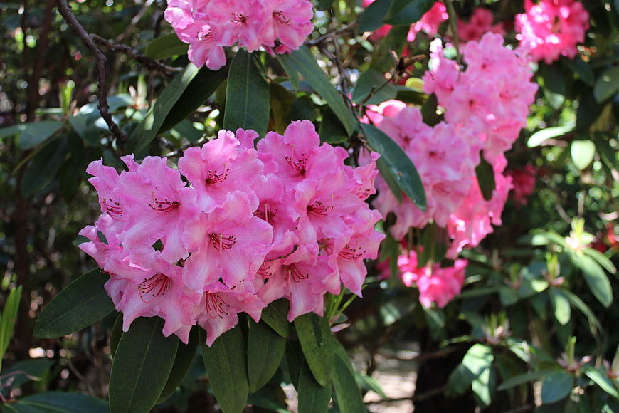 Vibrant Pink Rhododendron Flowers in Full Bloom