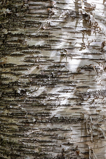 Close-up of textured birch tree bark with peeling layers