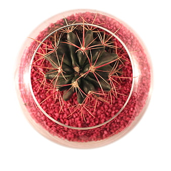 Top View of Small Cactus in Pink Gravel