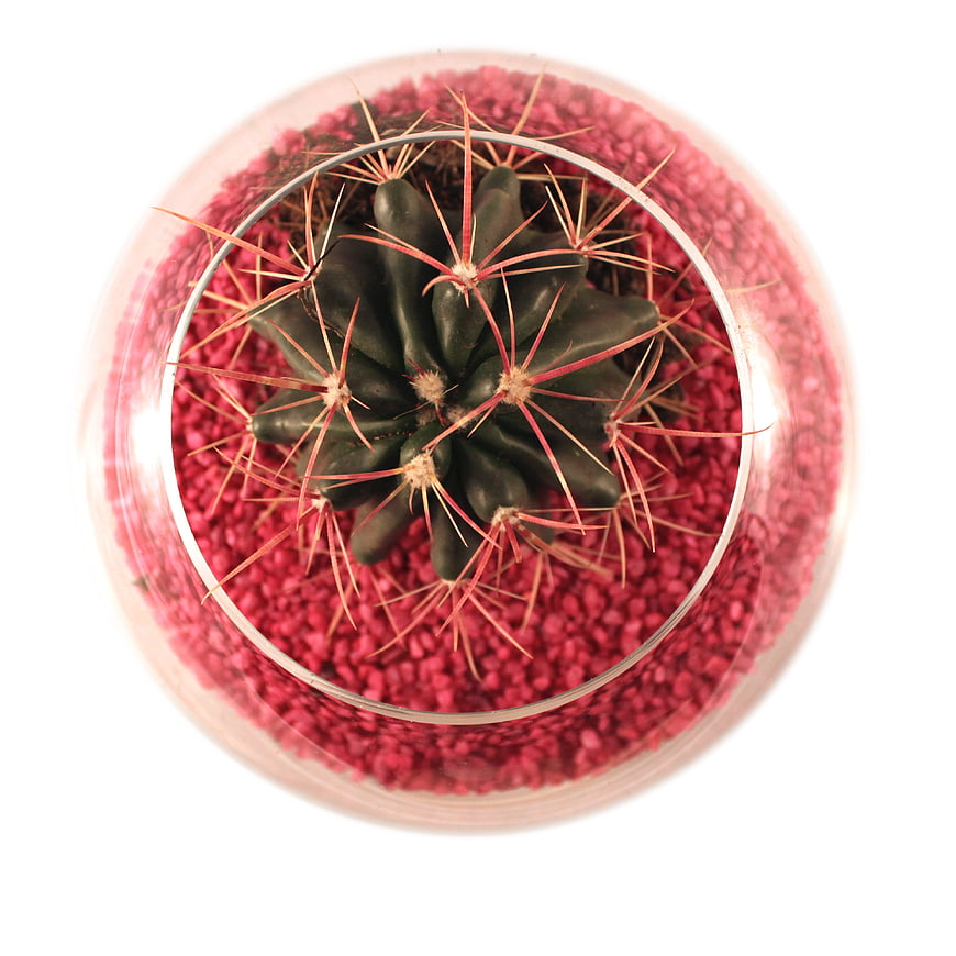 Top View of Small Cactus in Pink Gravel