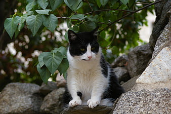 Black and white cat sitting on rocks in garden