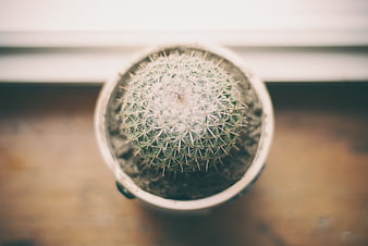 Top-down view of small potted cactus on wooden surface