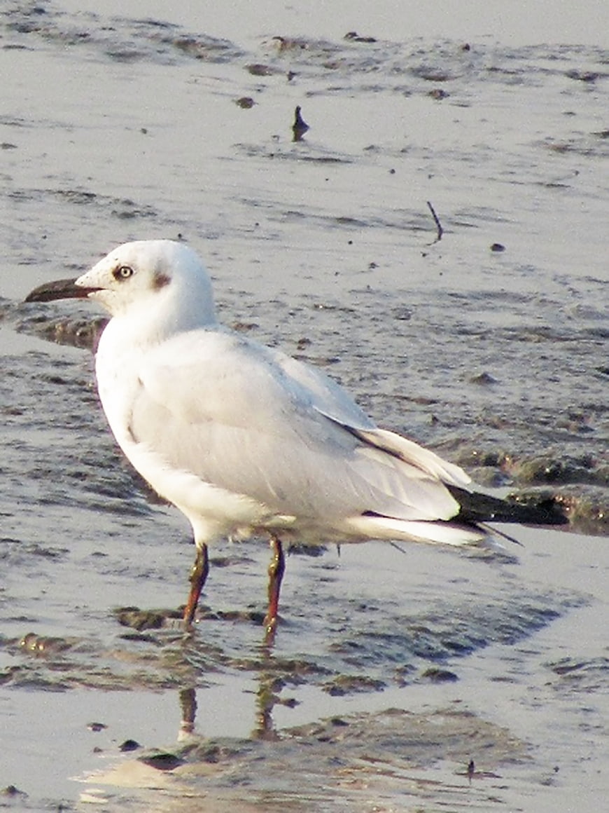 Slender-billed Gull Standing on Wet Mudflats