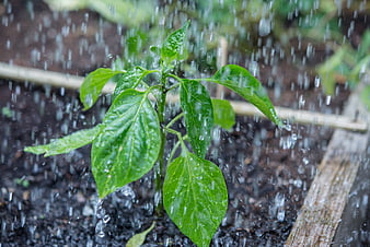 Young green plant being watered in a garden