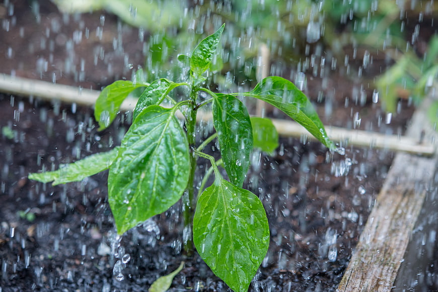 Young green plant being watered in a garden