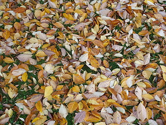 Top View of Wet Autumn Leaves on Green Grass