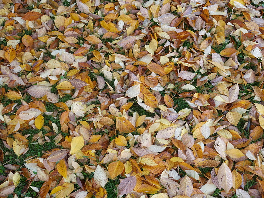 Top View of Wet Autumn Leaves on Green Grass