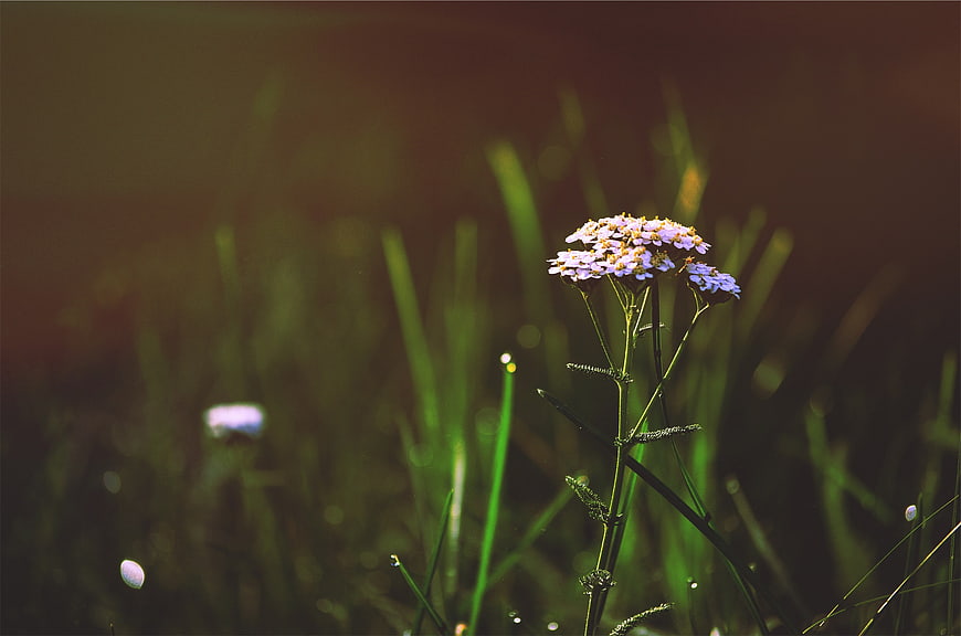 Close-up of purple yarrow flowers in a sunlit meadow