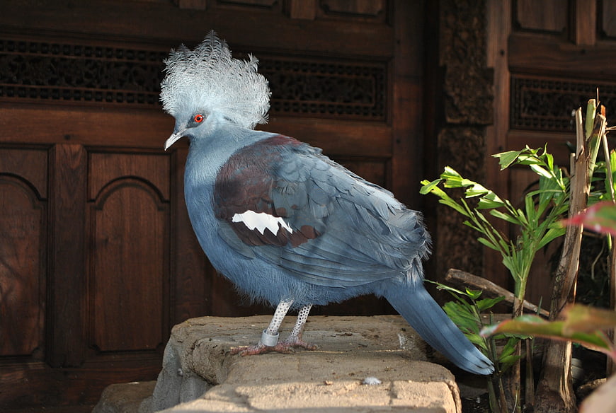 Blue Crested Pigeon with Elaborate White Crest on Stone