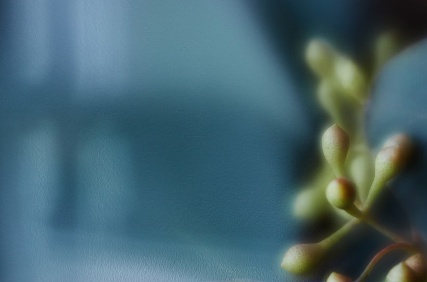 Abstract Macro of Blurred Green Plant Buds on Blue Background