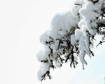 Snow-covered pine branch with large white copyspace