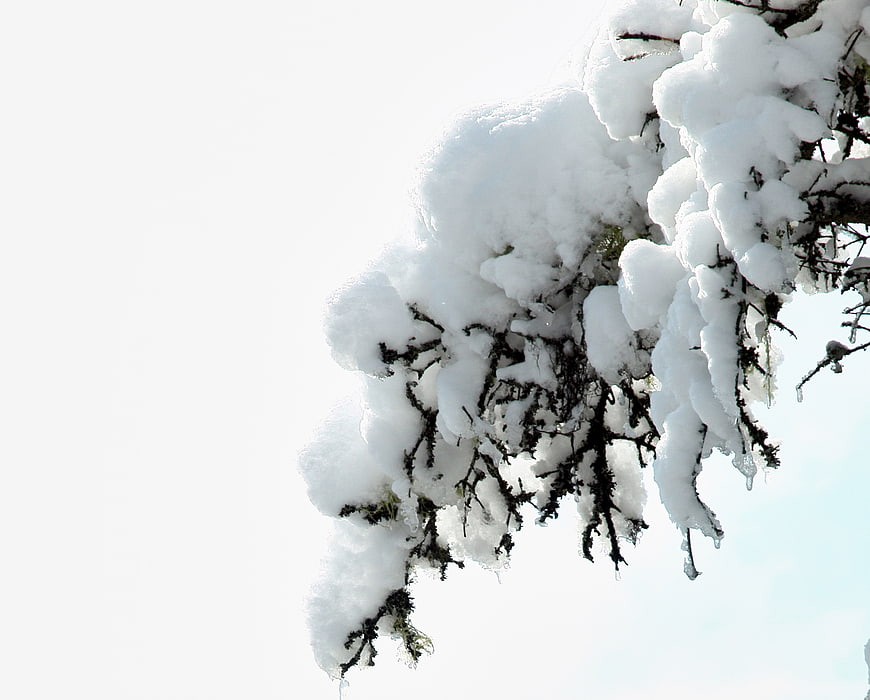 Snow-covered pine branch with large white copyspace
