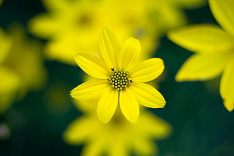 Close-up of a vibrant yellow flower with blurred background