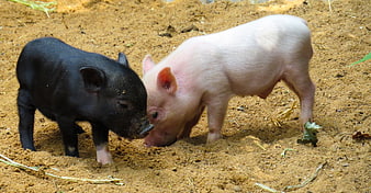 Two piglets foraging in sandy farmyard soil