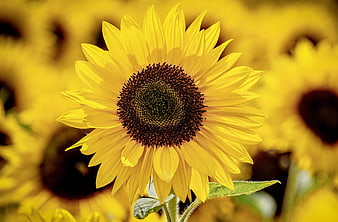 Vibrant Sunflower Close-Up in a Blooming Summer Field