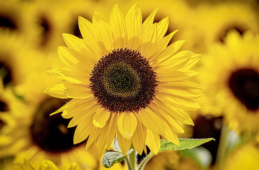 Vibrant Sunflower Close-Up in a Blooming Summer Field