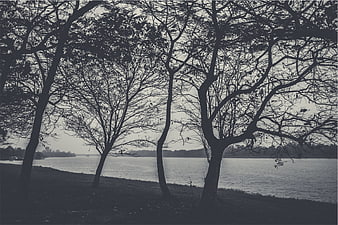 Silhouetted Trees by a Lake in Monochrome