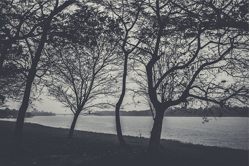Silhouetted Trees by a Lake in Monochrome