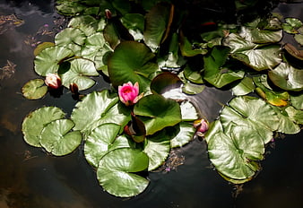 Pink water lily blooming on dark pond water