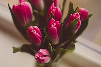 Close-up of vibrant pink tulips in a vase
