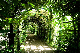 Shaded Garden Path Under Green Leafy Pergola Archway