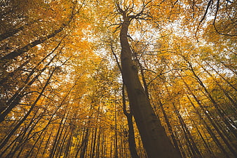 Low Angle View of Tall Trees with Golden Autumn Leaves