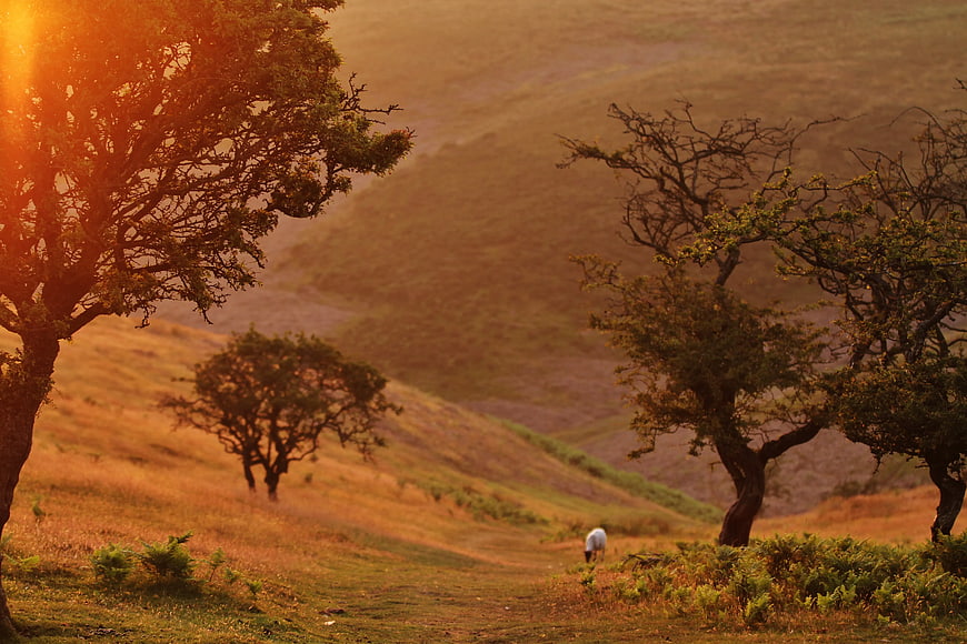 Golden Sunset Over Rolling Hills with Trees and Grazing Sheep