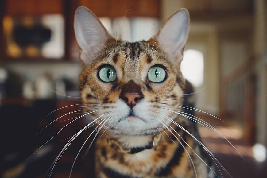 Close-up portrait of a Bengal cat with striking green eyes