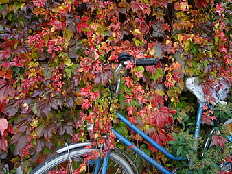Blue Bicycle Parked Against Vibrant Autumn Ivy Foliage