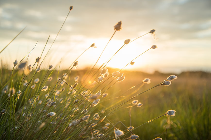 Golden sunset backlighting wild cotton grass in a summer field