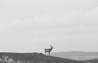 Solitary stag standing on a hilltop in black and white