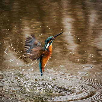 Kingfisher bird taking off from water with splashes