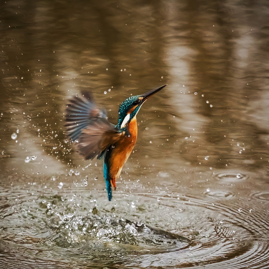 Kingfisher bird taking off from water with splashes