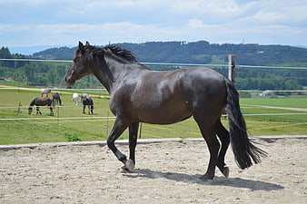 Black horse trotting in sandy paddock with green hills