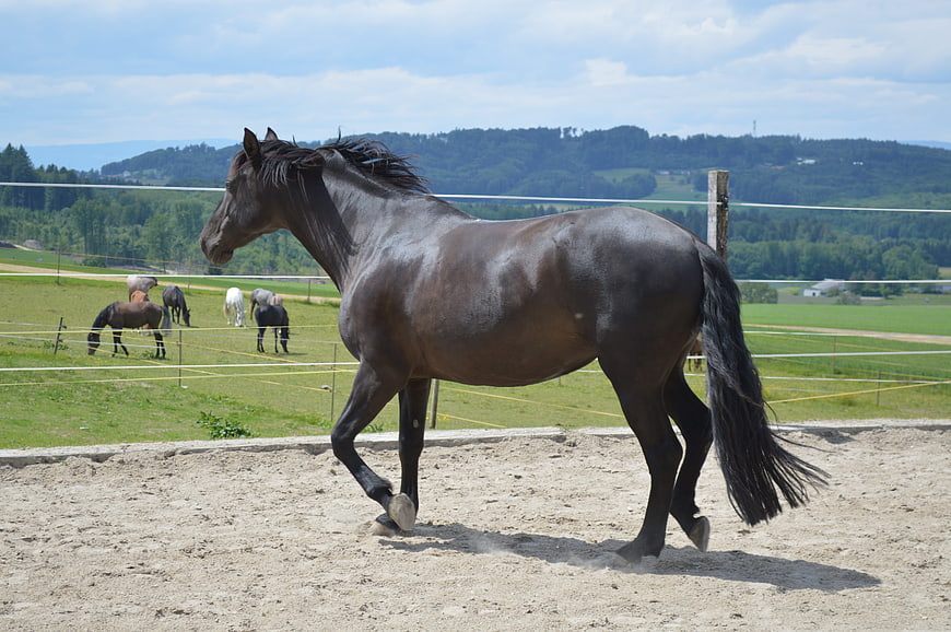 Black horse trotting in sandy paddock with green hills