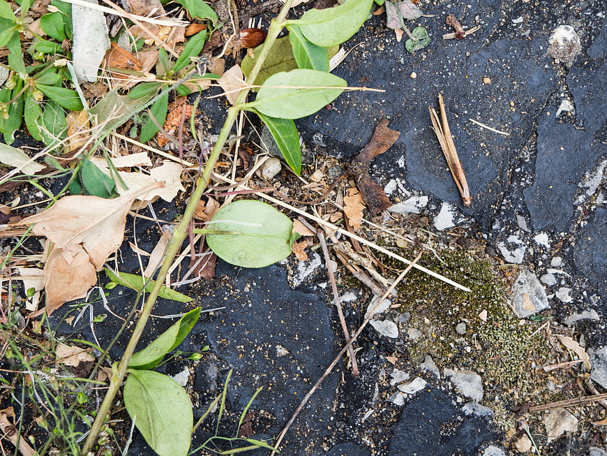 Green Plant Growing Through Cracked Concrete Surface