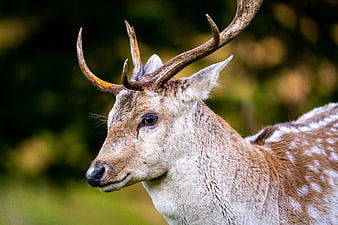 Close-up portrait of a spotted deer with antlers in nature