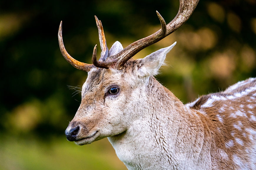Close-up portrait of a spotted deer with antlers in nature
